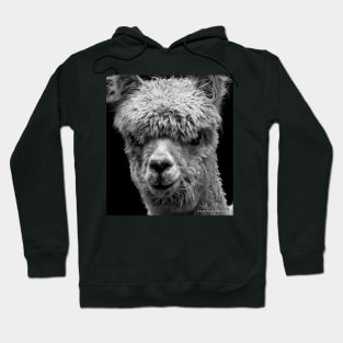 LLAMA Hoodie